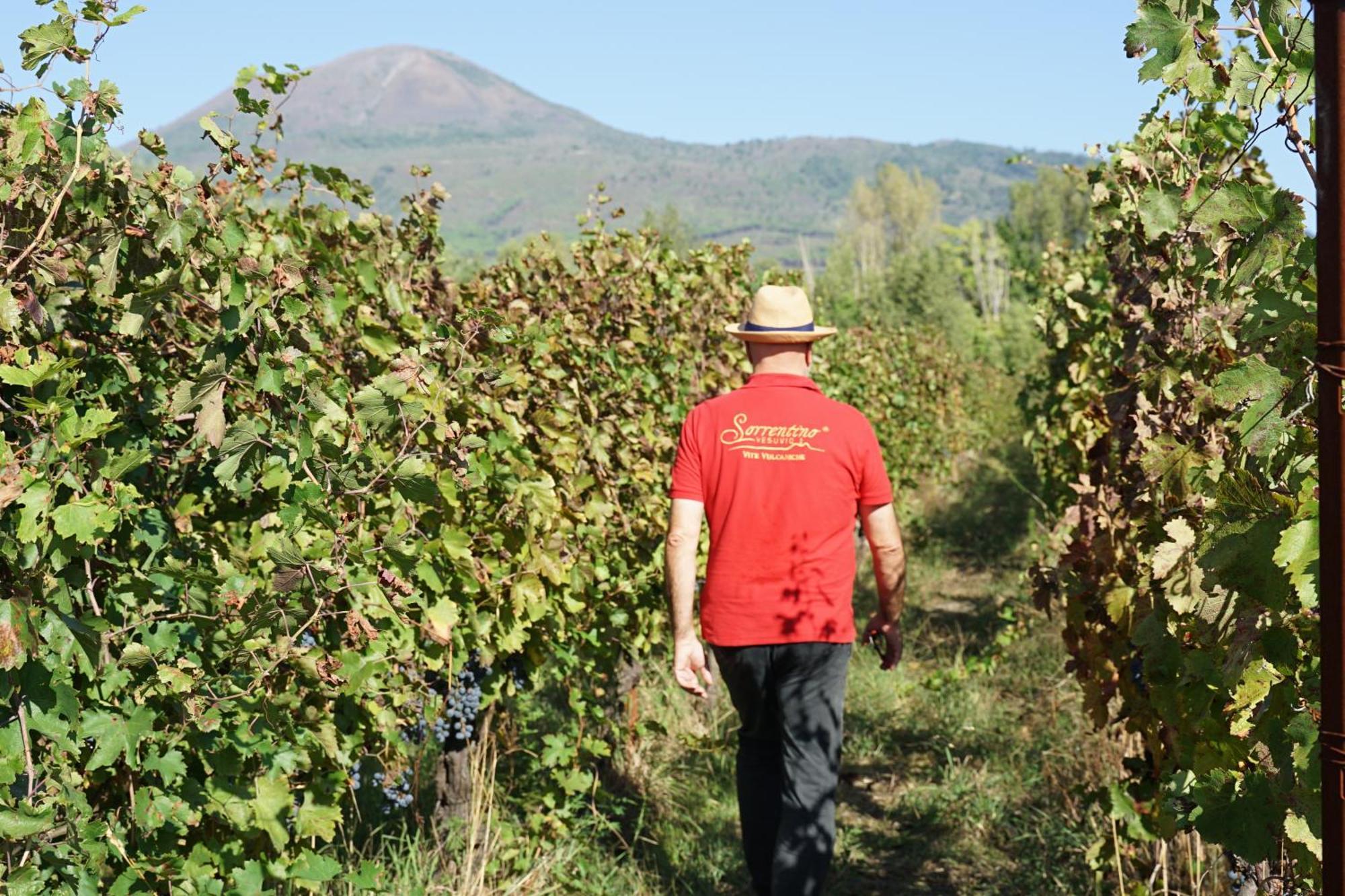 Vesuvio Inn Bed & Wine Experience Boscotrecase Kültér fotó