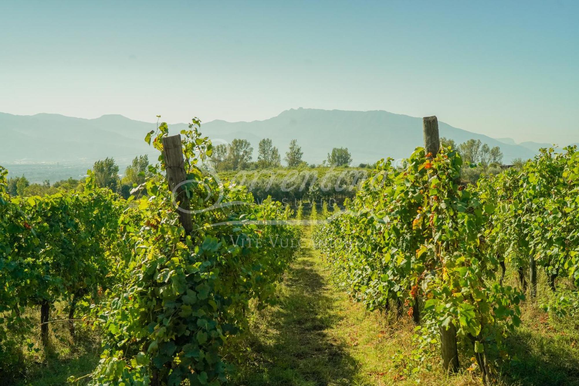 Vesuvio Inn Bed & Wine Experience Boscotrecase Kültér fotó